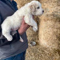 Cucciolo di pastore abruzzese