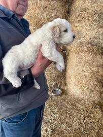 Cucciolo di pastore abruzzese