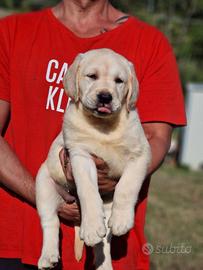 Cucciolo di Labrador  - Marina Lab - All.RIC.ENCI