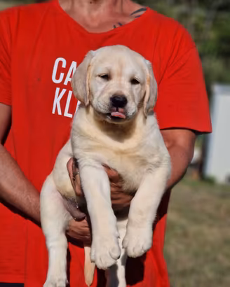Cucciolo di Labrador  - Marina Lab - All.RIC.ENCI