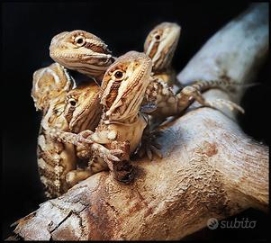 Pogona henrylawsoni ( Pogona nana)