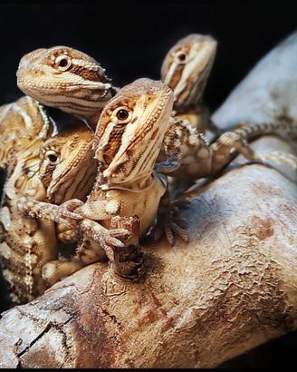 Pogona henrylawsoni ( Pogona nana)