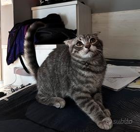 Scottish Fold