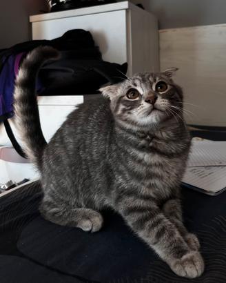 Scottish Fold