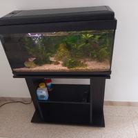 acquario tropicale dolce