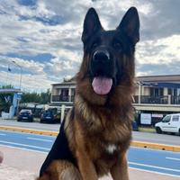 Maschio per accoppiamento