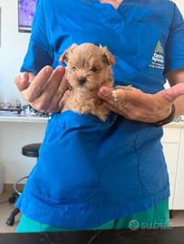 Maltipoo