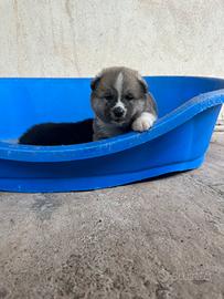 Akita inu