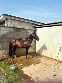Cavallo Andaluso PRE - 14 Anni - Iscritto ANCCE