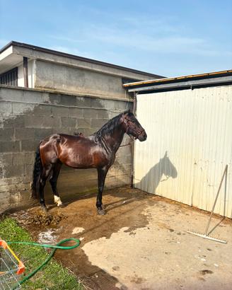 Cavallo Andaluso PRE - 14 Anni - Iscritto ANCCE
