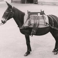 Basti per asini muli cavalli