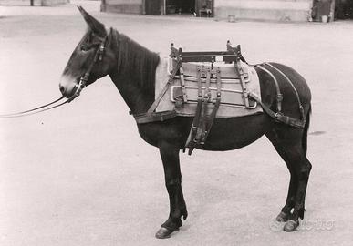 Basti per asini muli cavalli