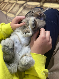 Coniglio minilop di 6 mesi