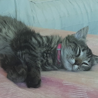 Cucciola siberiana 6 mesi con pedigree