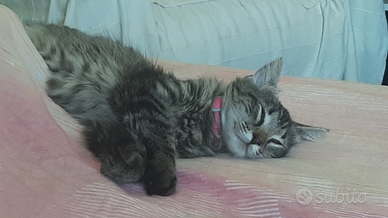 Cucciola siberiana 6 mesi con pedigree