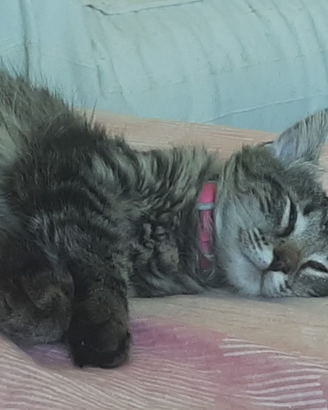 Cucciola siberiana 6 mesi con pedigree