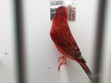 Canarini red agata intensi giovani e pronti