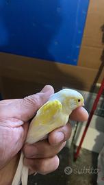 Canarini giovane 2025