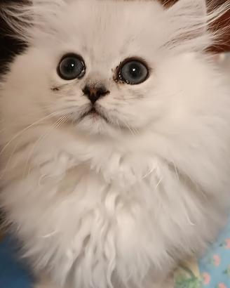 British longhair 