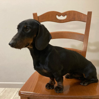 Bassotto nano per accoppiamento