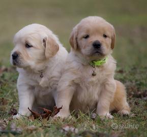 Golden retriver con pedigree