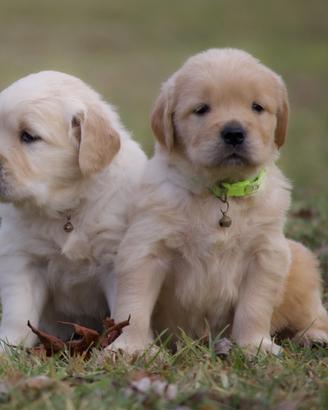 Golden retriver con pedigree