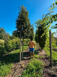 Acer campestre
