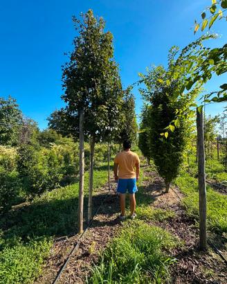 Acer campestre