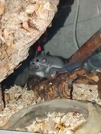 Due cuccioli di minighirio africano