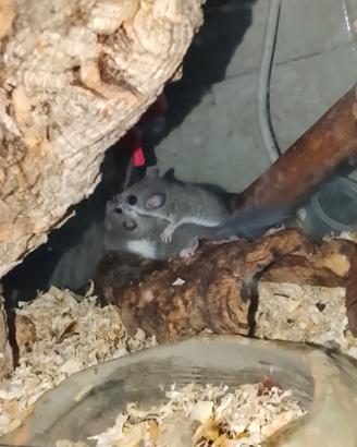 Due cuccioli di minighirio africano