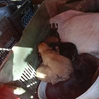 Cuccioli cane taglia media