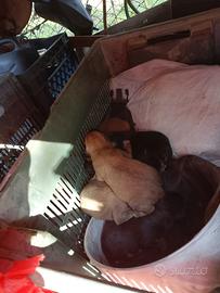 Cuccioli cane taglia media