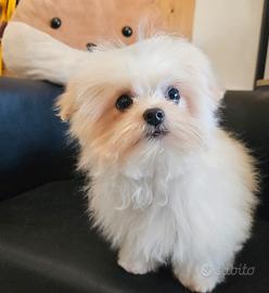 Maltipoo coreano mini