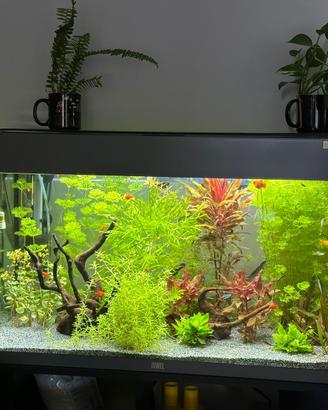 Acquario rio juwel 125