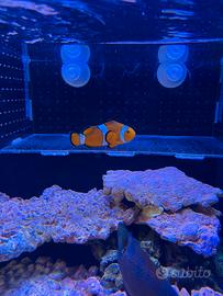 Pesce pagliaccio