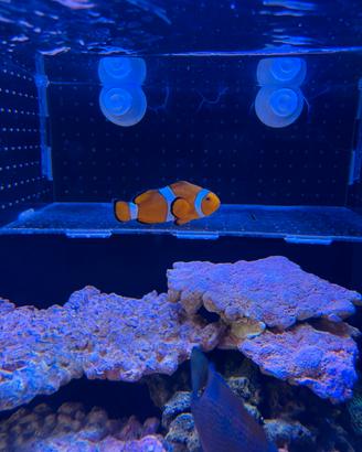 Pesce pagliaccio