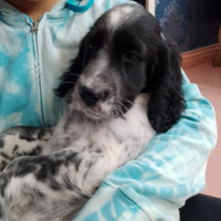 Cuccioli di Setter