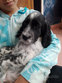 Cuccioli di Setter