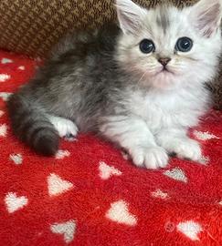 Cucciola di gatti persiani normotipo FEMMINA