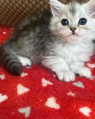 Cucciola di gatti persiani normotipo FEMMINA