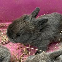 Cuccioli di coniglio Gotland