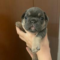 Cuccioli di Bulldog francese