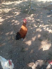 Gallo marans