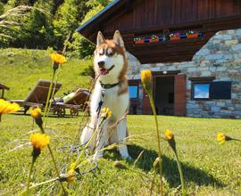 Chalet in montagna in una posizione isolata