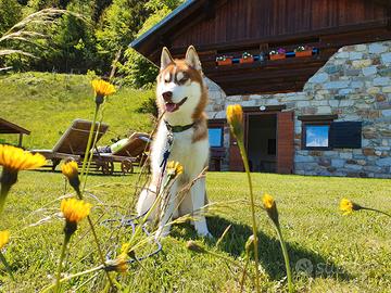 Chalet in montagna in una posizione isolata