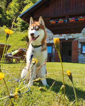 Chalet in montagna in una posizione isolata
