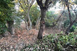 Rif.DR52- terreno agricolo aci sant'antonio