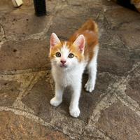 Due gattini e due mamme dolcissime