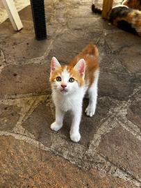 Due gattini e due mamme dolcissime