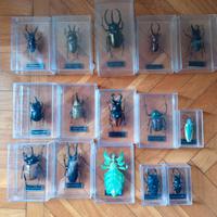 INSETTI IN RESINA DA COLLEZIONE - DE AGOSTINI